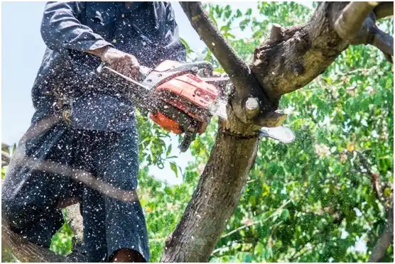 tree services Haltom City